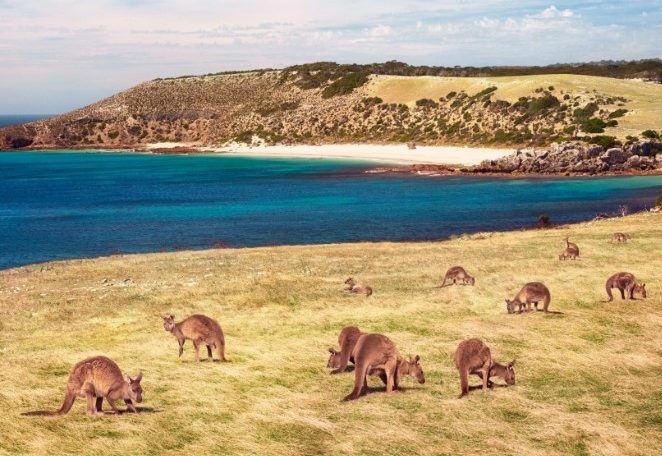 מטיילים עם ילדים באוסטרליה