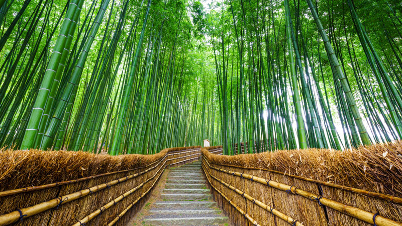 Bamboo Grove of Arashiyama