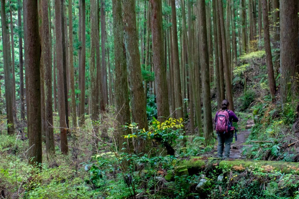 מסלול חורפי בקומאנו קודו – טיול הליכה עצמאי, 6 ימים