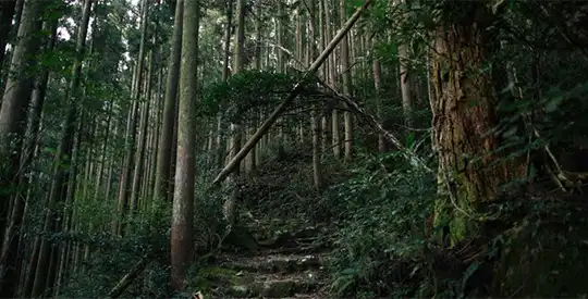 Kumano Kodo WINTER יום 2