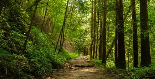 נקסנדו יום 2