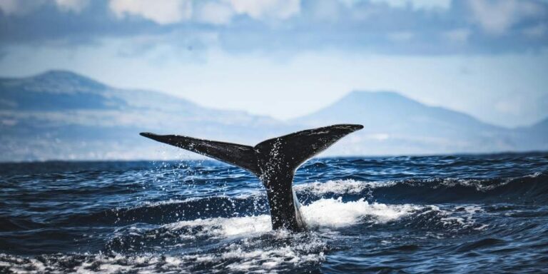 המדריך למרכז האדום ודרך האוקיינוס