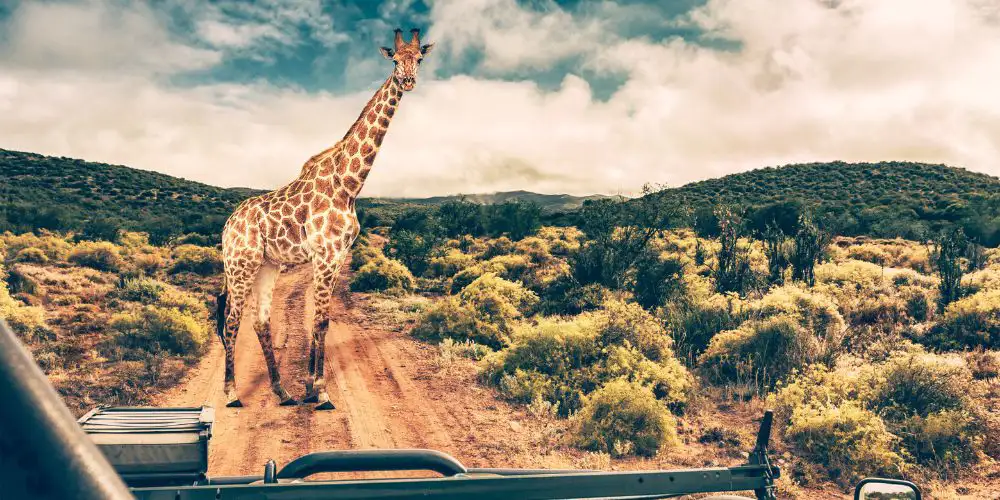 ספארי אפריקה 4