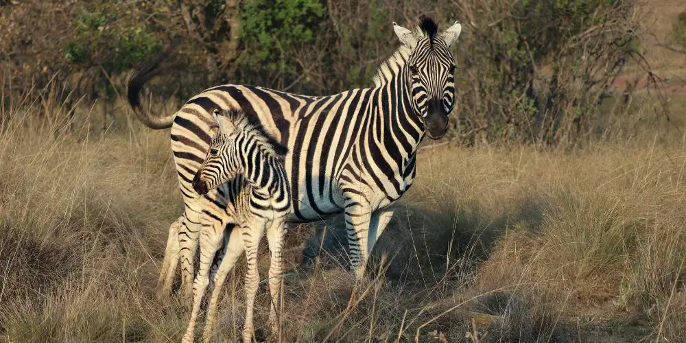 ספארי אפריקה 5