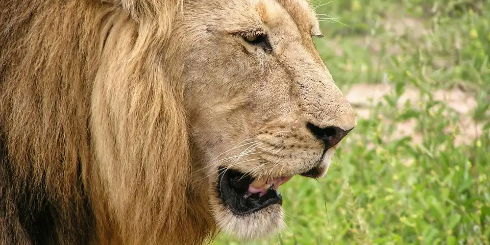 ספארי אפריקה 6